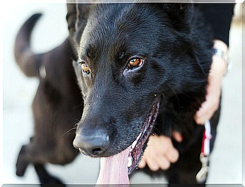 The grandfather who spends his last days taking care of the dogs