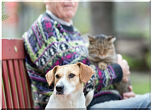 dog and cat with elderly person