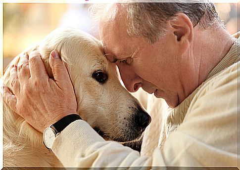 Animal therapy has multiple benefits.