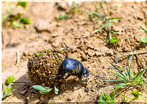 The importance of soil invertebrates