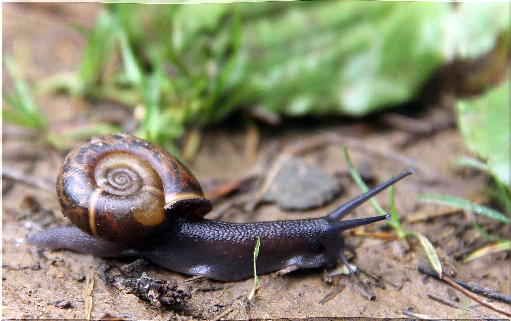 Caracol de Quimper en el suelo.