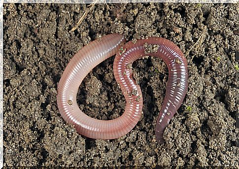 Invertebrates are essential in the recycling of soils.