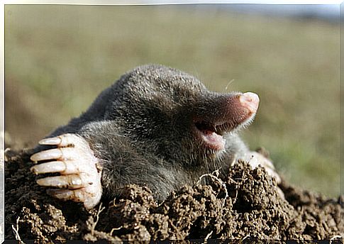 Mole: food and habitat