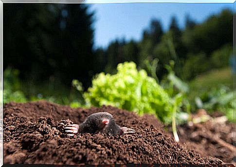 Plague of voles