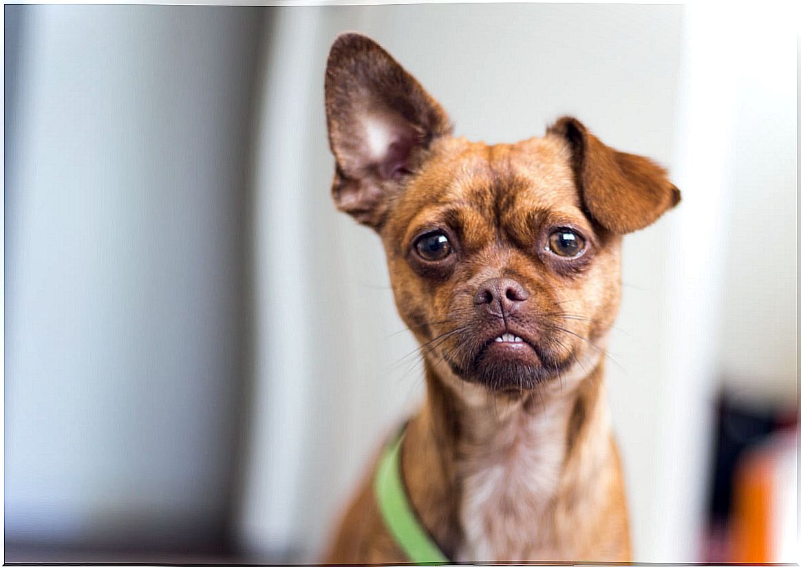 The origins of a dog according to its ears