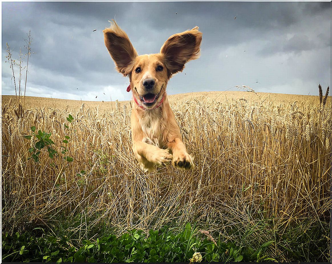 A jumping dog showing its ears.