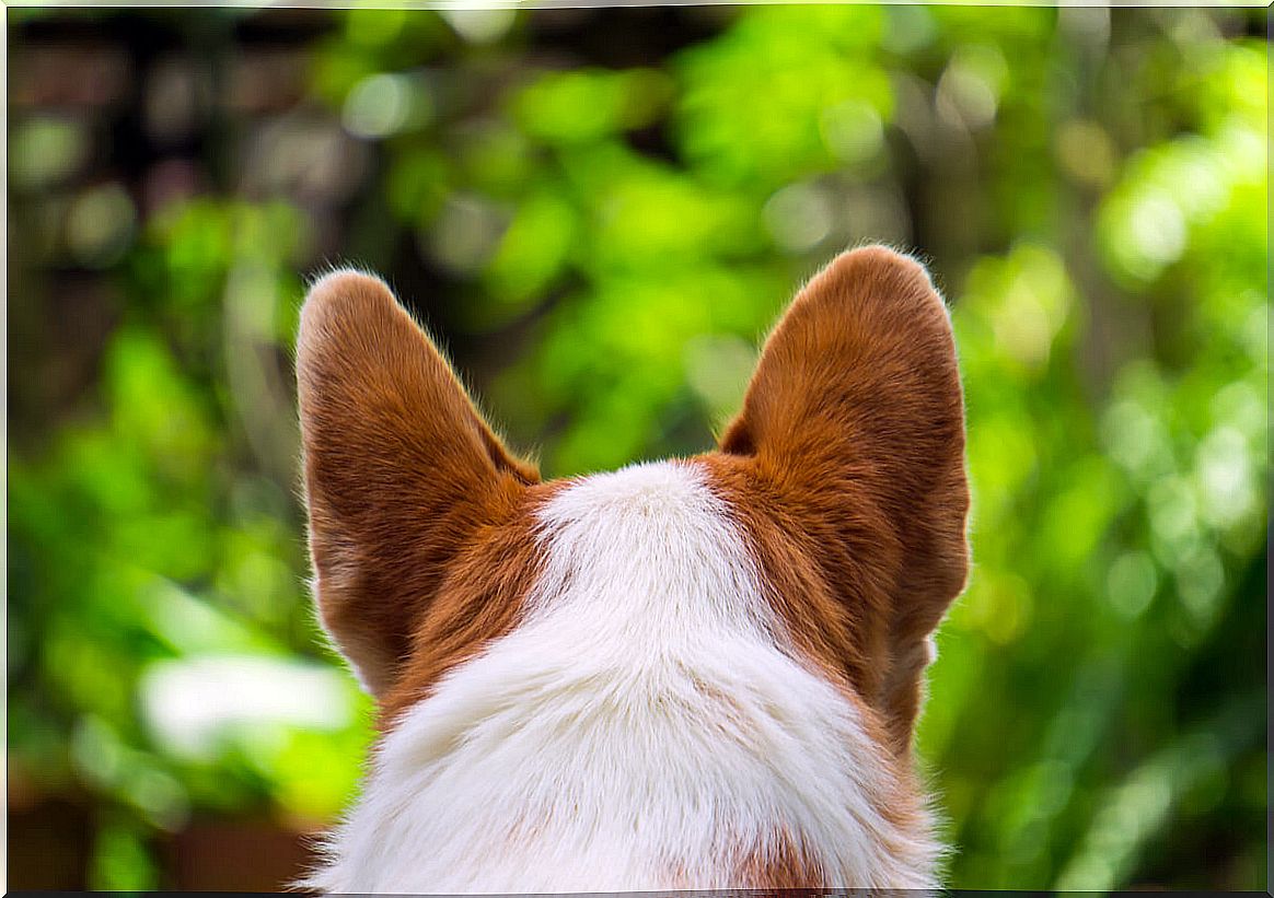 The ears of a dog from behind.