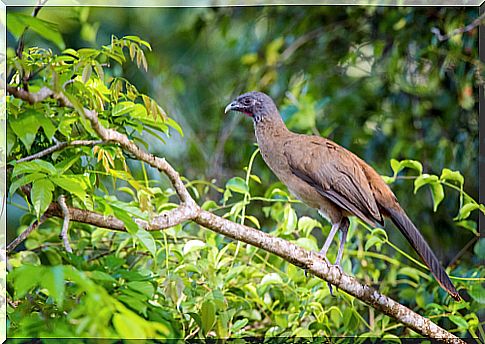 The red-billed guacharaca, a bird of the tropics