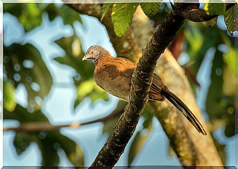 Ortalis cinereiceps, a species of guacharaca.