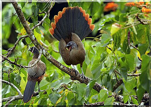 The red-billed guacharaca is a monogamous bird.