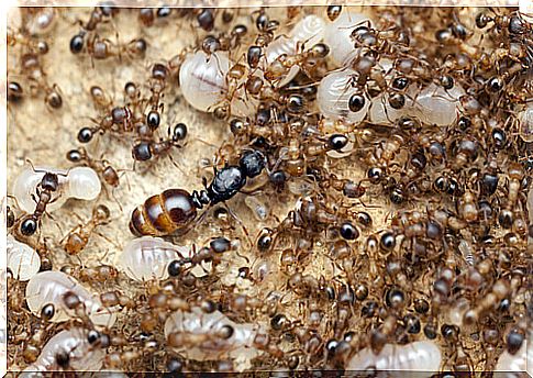 The role of the queen ant in the colonies