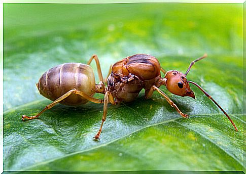 Role of the queen ant