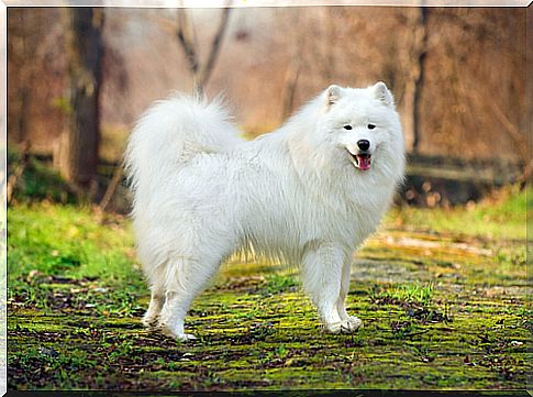 The Samoyed, the dog that came from the cold