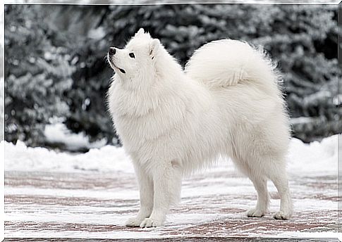 samoyedo 2