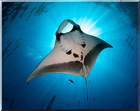 The manta ray, beautiful and mysterious