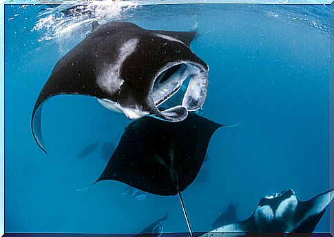 Manta ray in the deep sea