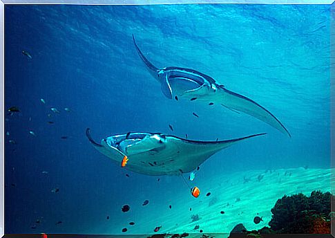 Stingrays in the sea