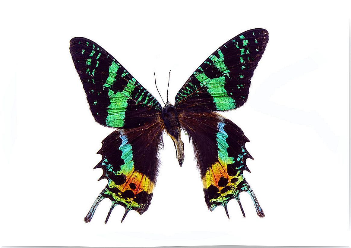 A twilight moth on a white background.