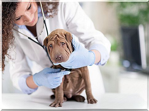 The veterinary process when your pet is hospitalized