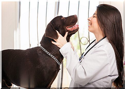 Vet and dog