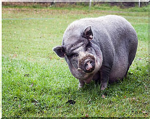 Vietnamese pig in the pasture