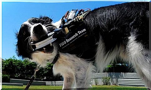 They create a vest that allows communication with dogs