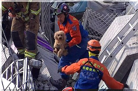 They rescue a dog from the rubble of a tall building