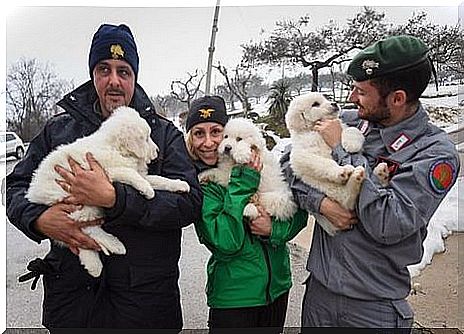 Three puppies have survived in the hotel buried in Italy