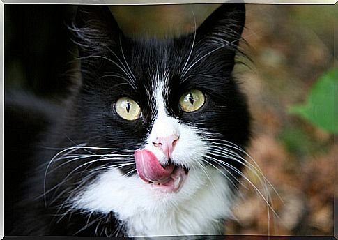 Cat with tongue sticking out