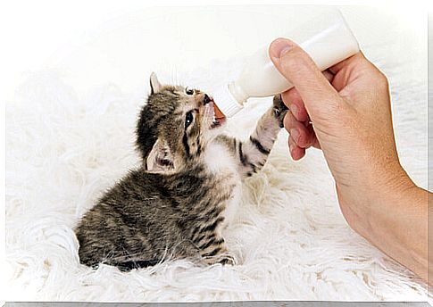 Kitten drinking from bottle