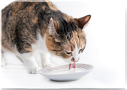 Cat drinking milk