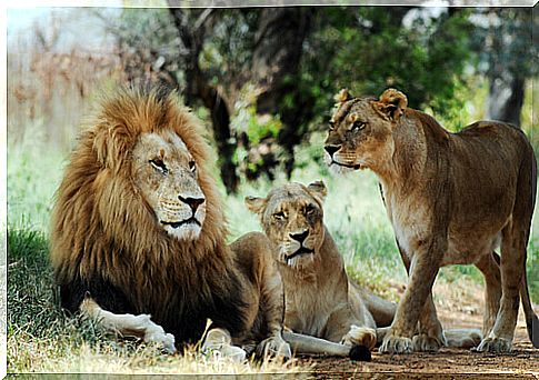 Animals that live in groups: lion