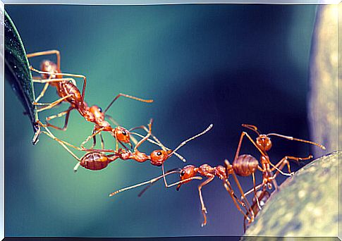 Ants teamwork