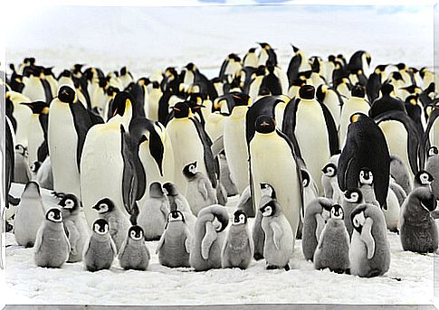 Animals that live in penguin groups