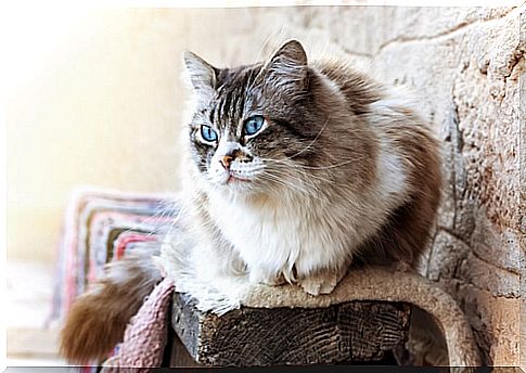 Most popular cat breeds