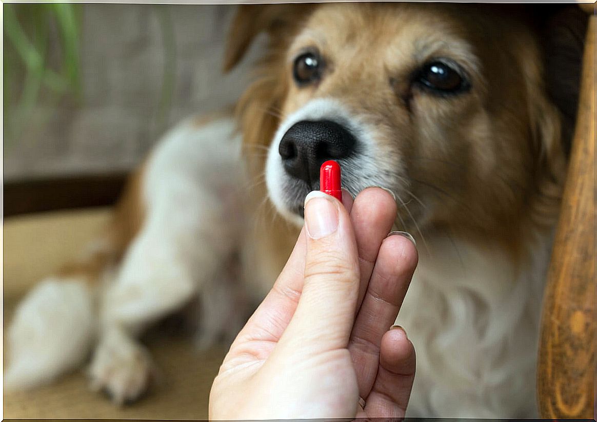 What are the uses of clindamycin in dogs?