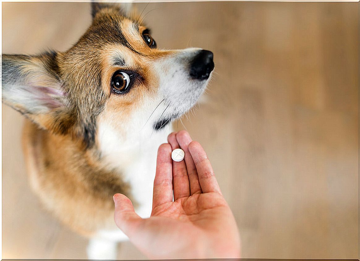 Clindamycin in dogs has multiple uses.