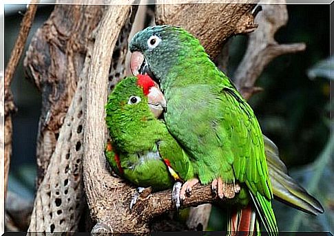 What care does a lovebird need at home?