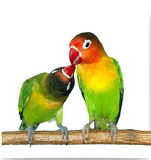 Lovebirds are a genus of exotic birds that usually live in pairs