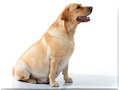 What diet should a dog follow during pregnancy?