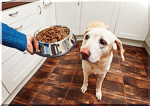 What do I do if my pregnant dog does not want to eat