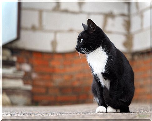 cat on the street