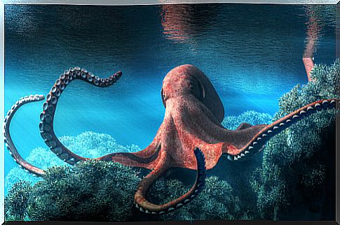 What do you know about cephalopods?