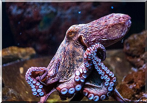 Octopus curiosities