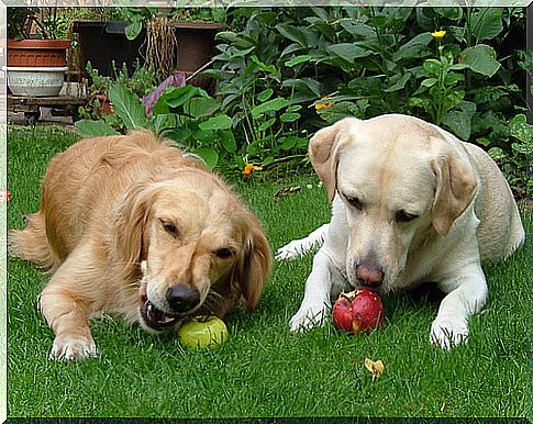 Perros comiendo manzanas