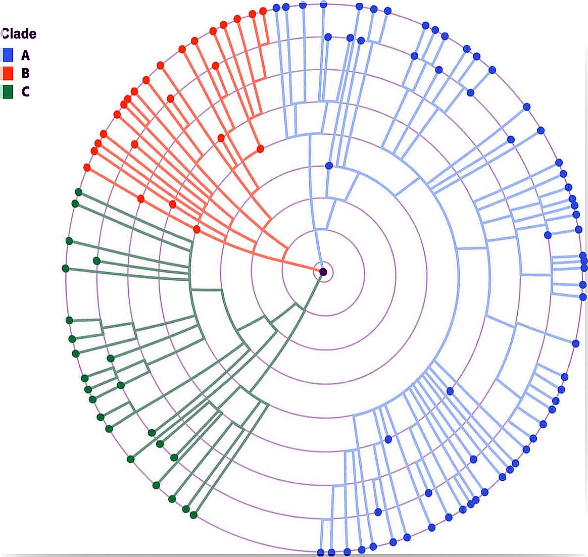 What is phylogeny?