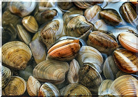 What is the clam's way of life like?