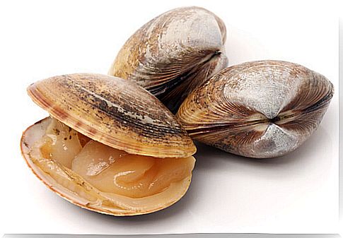 Types of clams