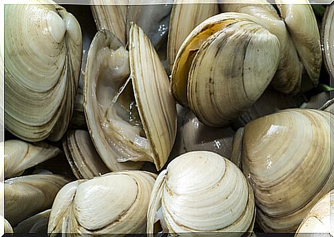 Mollusks: clams