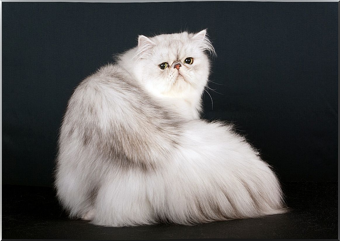 What is the history of the Persian cat?